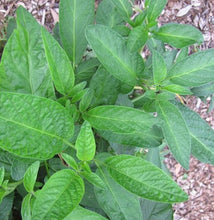 Carica l'immagine nel visualizzatore di Gallery, Solanum Muricatum "Pepino Gold"
