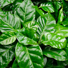 Carica l'immagine nel visualizzatore di Gallery, Coffee Arabica - Pianta del caffè