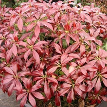 Carica l'immagine nel visualizzatore di Gallery, Pieris Japonica "Katsura"