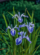 Carica l'immagine nel visualizzatore di Gallery, Iris Laevigata "Mottled Beauty"