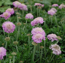 Carica l'immagine nel visualizzatore di Gallery, Scabiosa Columbaria "Pink Mist"