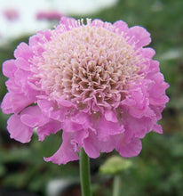 Carica l'immagine nel visualizzatore di Gallery, Scabiosa Columbaria "Pink Mist"