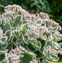 Carica l'immagine nel visualizzatore di Gallery, Sedum Telephium "La Vie En Rose"