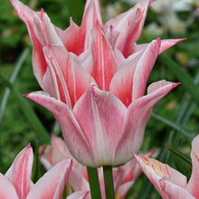 Carica l'immagine nel visualizzatore di Gallery, Tulipa "Ballade Lady"