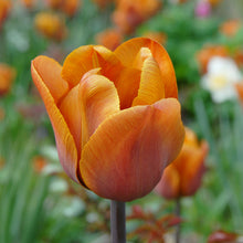 Carica l'immagine nel visualizzatore di Gallery, Tulipa "Cairo"