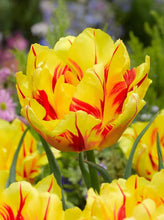 Carica l'immagine nel visualizzatore di Gallery, Tulipa "Monsella"
