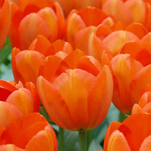 Carica l'immagine nel visualizzatore di Gallery, Tulipa "Orange Balloon"