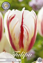 Carica l'immagine nel visualizzatore di Gallery, Tulipa "Carnival Rio"