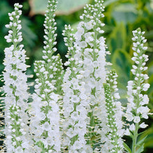 Carica l'immagine nel visualizzatore di Gallery, Veronica Spicata "Icicle"