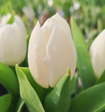 Carica l'immagine nel visualizzatore di Gallery, Tulipa "Royal Virgin"