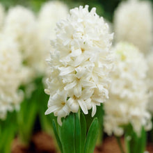 Carica l'immagine nel visualizzatore di Gallery, Hyacinthus "White Pearl" in bulbi