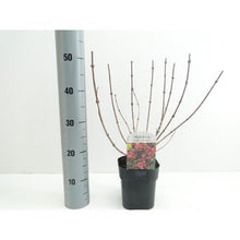 Carica l'immagine nel visualizzatore di Gallery, Weigela Florida "Nana Purpurea"