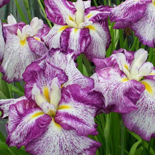 Carica l'immagine nel visualizzatore di Gallery, Iris Ensata "Harlequinesque"