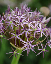 Carica l'immagine nel visualizzatore di Gallery, Allium "Christophii"