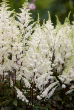 Carica l'immagine nel visualizzatore di Gallery, Astilbe "Snow Spirit"