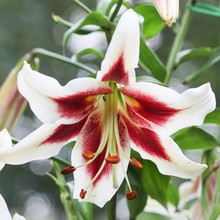 Carica l'immagine nel visualizzatore di Gallery, Lilium "Beverly Dreams"