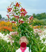 Carica l'immagine nel visualizzatore di Gallery, Lilium "Beverly Dreams"