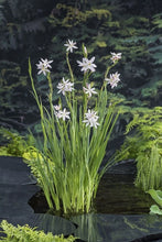 Carica l'immagine nel visualizzatore di Gallery, Schizostylis Coccinea Alba