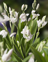 Carica l'immagine nel visualizzatore di Gallery, Bletilla Striata Alba