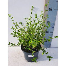 Carica l'immagine nel visualizzatore di Gallery, Ceanothus Thyrsiflorum "El Dorado"
