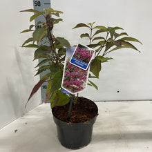 Carica l'immagine nel visualizzatore di Gallery, Callicarpa Bodinieri "Profusion"