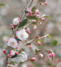 Carica l'immagine nel visualizzatore di Gallery, Camellia Rosthorniana "Cupido"