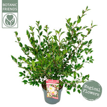 Carica l'immagine nel visualizzatore di Gallery, Camellia Japonica "Fairy Blush"