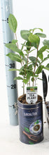 Carica l'immagine nel visualizzatore di Gallery, Camellia Sinensis (Pianta del The)