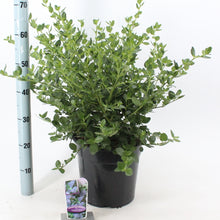 Carica l'immagine nel visualizzatore di Gallery, Ceanothus Griseus"Yankee Point"