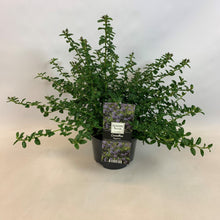 Carica l'immagine nel visualizzatore di Gallery, Ceanothus Thyrsiflorum Repens