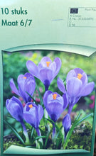 Carica l'immagine nel visualizzatore di Gallery, Crocus "Remembrance"