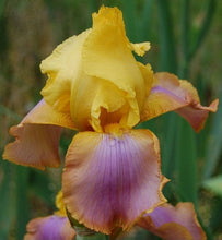 Carica l'immagine nel visualizzatore di Gallery, Iris Barbata Alta "Sunset Sky"