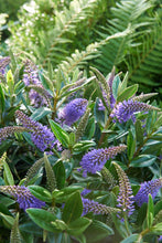 Carica l'immagine nel visualizzatore di Gallery, Hebe Donna Julia