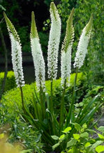 Carica l'immagine nel visualizzatore di Gallery, Eremurus "Tropical Dream"