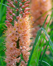 Carica l'immagine nel visualizzatore di Gallery, Eremurus "Cleopatra"