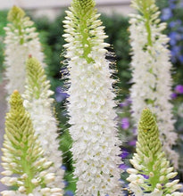 Carica l'immagine nel visualizzatore di Gallery, Eremurus "Tropical Dream"