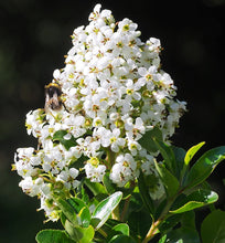 Carica l'immagine nel visualizzatore di Gallery, Escallonia "Iveyi"