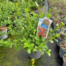 Carica l'immagine nel visualizzatore di Gallery, Escallonia "Pride of Donard"