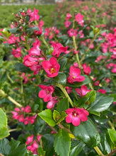 Carica l'immagine nel visualizzatore di Gallery, Escallonia "Pride of Donard"