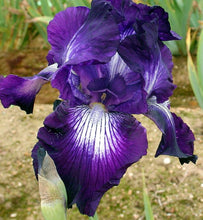 Carica l'immagine nel visualizzatore di Gallery, Iris Barbata Alta "Exotic Star"