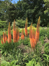 Carica l'immagine nel visualizzatore di Gallery, Eremurus "Cleopatra"