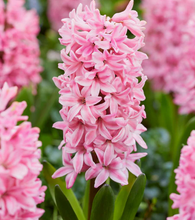 Carica l'immagine nel visualizzatore di Gallery, Hyacinthus "Fondant" (bulbi)