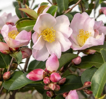 Carica l'immagine nel visualizzatore di Gallery, Camellia Japonica "Fairy Blush"
