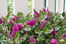 Carica l'immagine nel visualizzatore di Gallery, Hebe Donna Alina