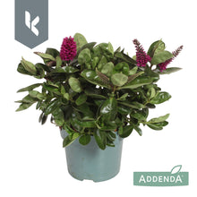 Carica l'immagine nel visualizzatore di Gallery, Hebe Donna Alina