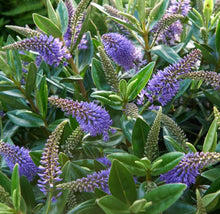 Carica l'immagine nel visualizzatore di Gallery, Hebe Donna Anna