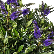 Carica l'immagine nel visualizzatore di Gallery, Hebe Donna Britta