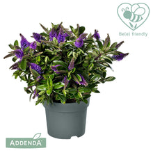 Carica l'immagine nel visualizzatore di Gallery, Hebe Donna Anna