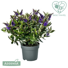 Carica l'immagine nel visualizzatore di Gallery, Hebe Donna Britta