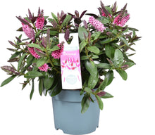 Carica l'immagine nel visualizzatore di Gallery, Hebe Donna Eva